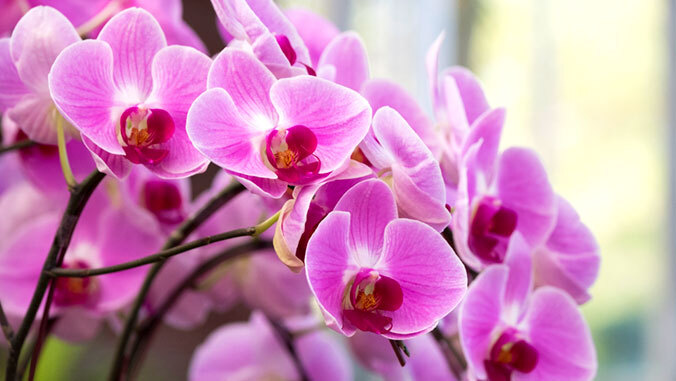 light purple orchid flowers