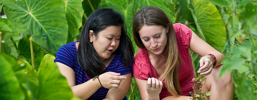 Students doing research in a taro field
